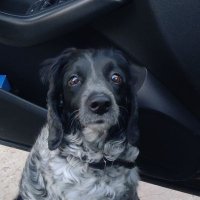Vasyl (@vasylhrinchenko) 's Twitter Profile