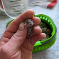 Mäusetaxi (@tisha_unterwegs) Twitter profile photo