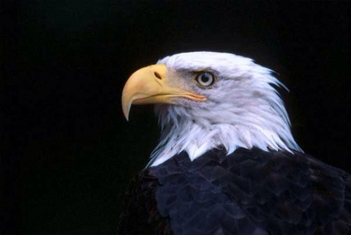 kuwaiti321's profile picture. 