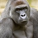 Dustin Ott - @Harambexxxxxx - Twitter