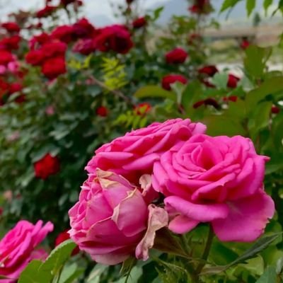 vinar337123's profile picture. 