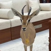 عبير علي♡ (@alblsamalshafi) 's Twitter Profile