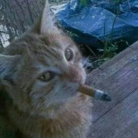 𝙲𝚕𝚒𝚚𝚞𝚎 (@chlovrine) 's Twitter Profile Photo