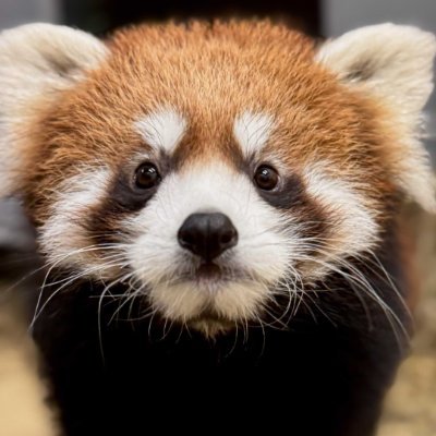 william_sub's profile picture. 30.  Tea Aficionado.  Red Pandas.  Aspiring Gimp.