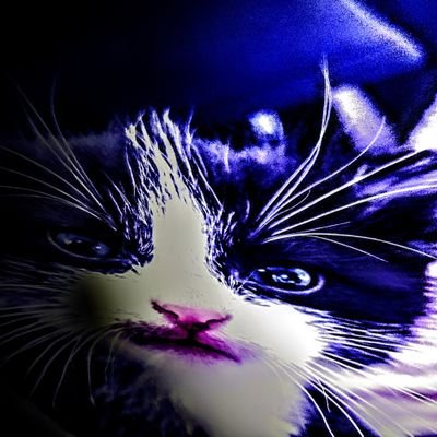 dylanvhs_'s profile picture. Just a silly guy minding his own business