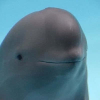 VarunSaravanan4's profile picture. caw caw | they said I was balding, but I’m really balling now