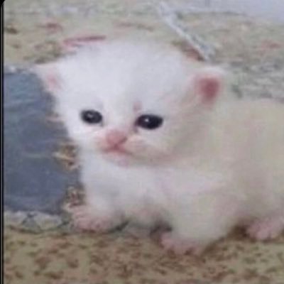 jayvikfujo's profile picture. adult | jayvik nsfw account | fixed top j/bottom v