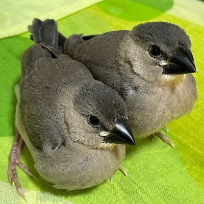 くろたかさんのプロフィール画像