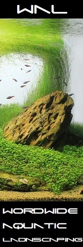 Aquariofilo's profile picture. Wordwide Aquatic Landscaping