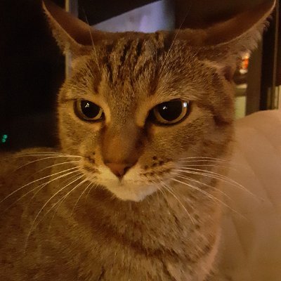 Cat Mom to Peaches, Lovey and Devil Cat.
I refuse to tolerate injustice and abuse in any form to anyone.
Florida Democrat. No DMs!