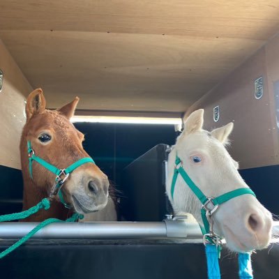 gifu_horseland's profile picture. 🐴認定特定非営利活動法人RDAJapan認定団体 👧障がい児支援・ダウン症 🏡老人ホーム・保育園など施設訪問 クラウドファンディングURL↓6/19まで！ 📍地域でのふれあい活動も実施中！