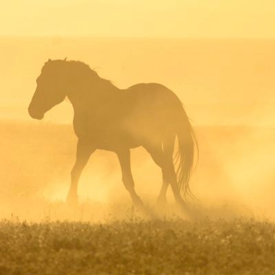 Blue Equus π«ππ²πΎ ππ΄π±π·πΊπ¦π»π΅πΈ Profile