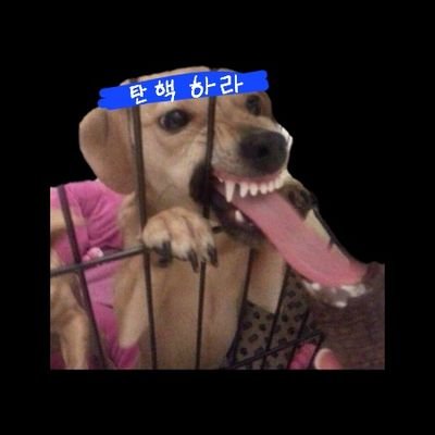 hhhalmae's profile picture. 20대 우파여성 / 본계 탐라 파란색으로 꽉차서 만든 피신용 부계
