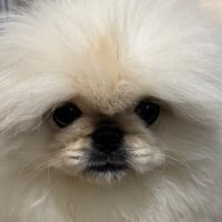 こまちよ。 (@notneko_chiyo) 's Twitter Profile Photo こまちよ。 (@notneko_chiyo) 's Twitter Profile Photo