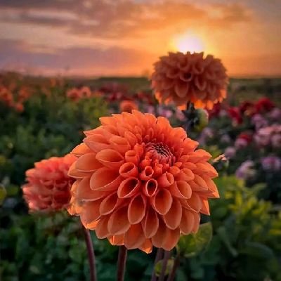 haniawaseem286's profile picture. إِیَّاکَ نَعْبُدُ وَ إِیَّاکَ نَسْتَعین