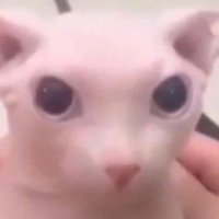 Jay (@bingus0z) 's Twitter Profile Photo Jay (@bingus0z) 's Twitter Profile Photo