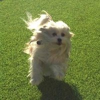 PicklesBottom 👑 #BelieveInTzuKingdom #BeKind 👑 (@picklesbottom) 's Twitter Profile Photo