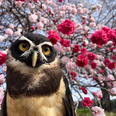 👓🦉 23.6.29生 メガネフクロウの ルカ(Luca) 👓🦉 サルとトリが好き / 夫婦+ルカ=のびのび3人暮らし