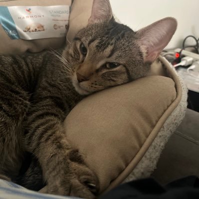 TheFunnyrune's profile picture. 