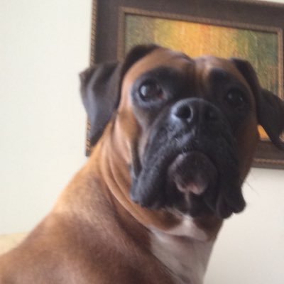 JulieBarella's profile picture. Social Ethnography and Cultural Research. Ephesians 2:13 🙏🇺🇸🤠🐾 “she herds cats”