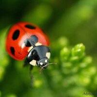 GUNTER (@guntahir) 's Twitter Profile