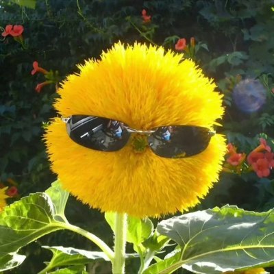 in_haru69764's profile picture. Haru🌻 no1 fan (in my opinion)
#starship.shall.burn
Call me kikoo 😁☘️