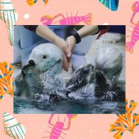 はち🐝 (@sea_otter_mk8) 's Twitter Profile Photo