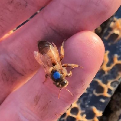 ManleyChap's profile picture. 