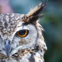 ひょうご県政ウォッチ🦉 | 斎藤元彦にNO (@mt19950117) 's Twitter Profile Photo