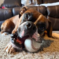 Josh The Boxer (@joshtheboxerdog) 's Twitter Profile Photo