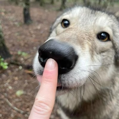 im on a bunch of different sides of twt pls follow me and possibly bmf #Gooner (not a minor) i interact with nsfw stuff so beware