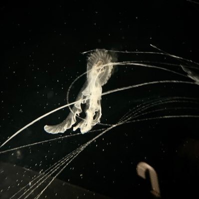 KNWO383584's profile picture. めんえすじょう@LEONSPA_seri