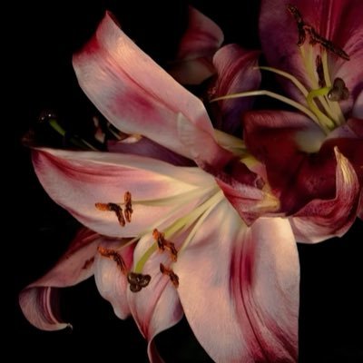 loveissoshit's profile picture. 