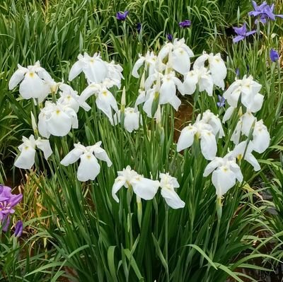 s45yocoyoco's profile picture. 祝福一世既成家庭です。今、YouTobeにはまってます。料理を見て食事の献立の参考にして楽しんでます。#大谷ファン、#料理
#解散命令反対