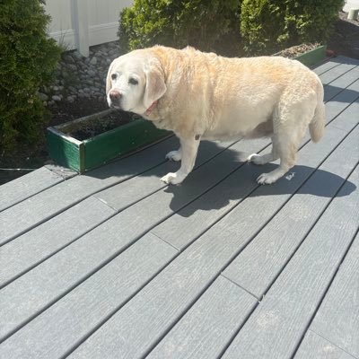 sylas_shelton's profile picture. 