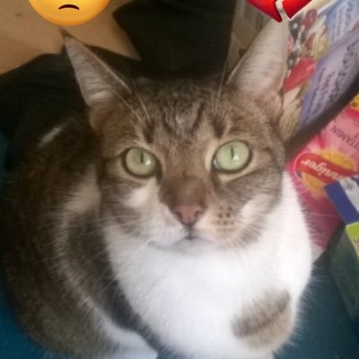 schmiddeIfeld's profile picture. 