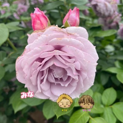 💛おにラブ💜大好き♡Jヲタ育ち。ISFJ-T 40↑埼玉住み。おにラブオカンの会 会員No.278 本当はめっちゃ絡みたい…めっちゃ人見知りなのでラバさんから絡んでくれるとうれしいです!ヲタ活もしたい!ぬい撮り好きな人と繋がりたい!無言フォロー、いいねごめんなさい🙏