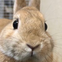れん (@sf3_ry4) 's Twitter Profile