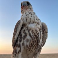 ّ (@mutairi1___) 's Twitter Profile