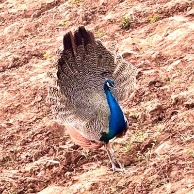 mohanty7024's profile picture. 