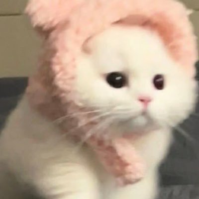 こももさんのプロフィール画像