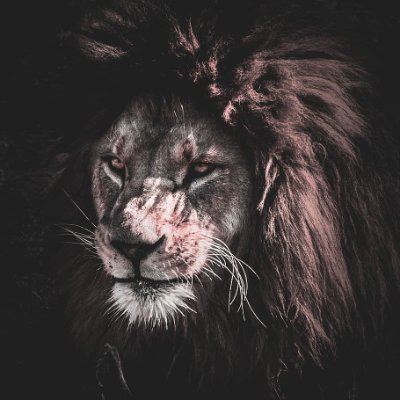 Crypto Speculator, A Lion King of Sniper Entries.
Not Really Financial Advice