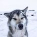 cody ⋆˚🐾˖° | edtwt | (1/5) (@forestb0ne) Twitter profile photo cody ⋆˚🐾˖° | edtwt | (1/5) (@forestb0ne) Twitter profile photo