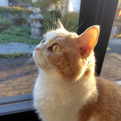 猫猫 (@MfMfmFmF22) / X