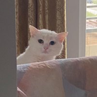 ümmü piiurinç ödemligöbük (@piiurinc) Twitter profile photo