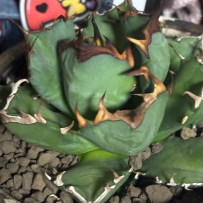 QxhdI9qpjk22076's profile picture. Jオタです ☃️💚Aぇ❤ Aぇ大人です💕 関西住みよろしくです😊