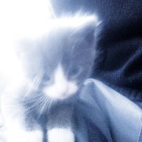 sui (@or_tho_) 's Twitter Profile