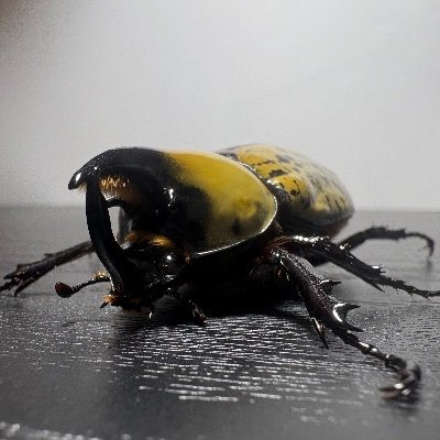 新潟住み 昆虫/ラップ 大好き クワカブ飼育初心者🔰小型種しか愛せない 気になった方フォローさせていただきます。 (無言フォローすみません)