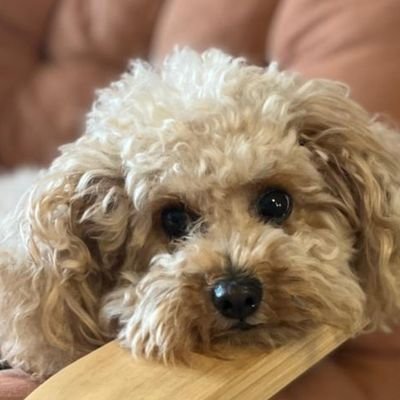 taro_taylor's profile picture. General Counsel | Asset Management | Greater China | Usual Disclaimers | No Legal Advice | Chi/Jap/Eng |