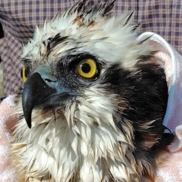 Lazurite_nature's profile picture. 生物好きの日常垢
主に蛇探ししてます。カラスヘビ捕まえるのが夢です